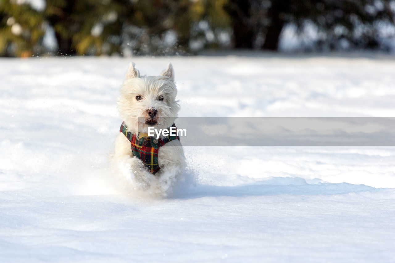 Portrait of a dog on snow