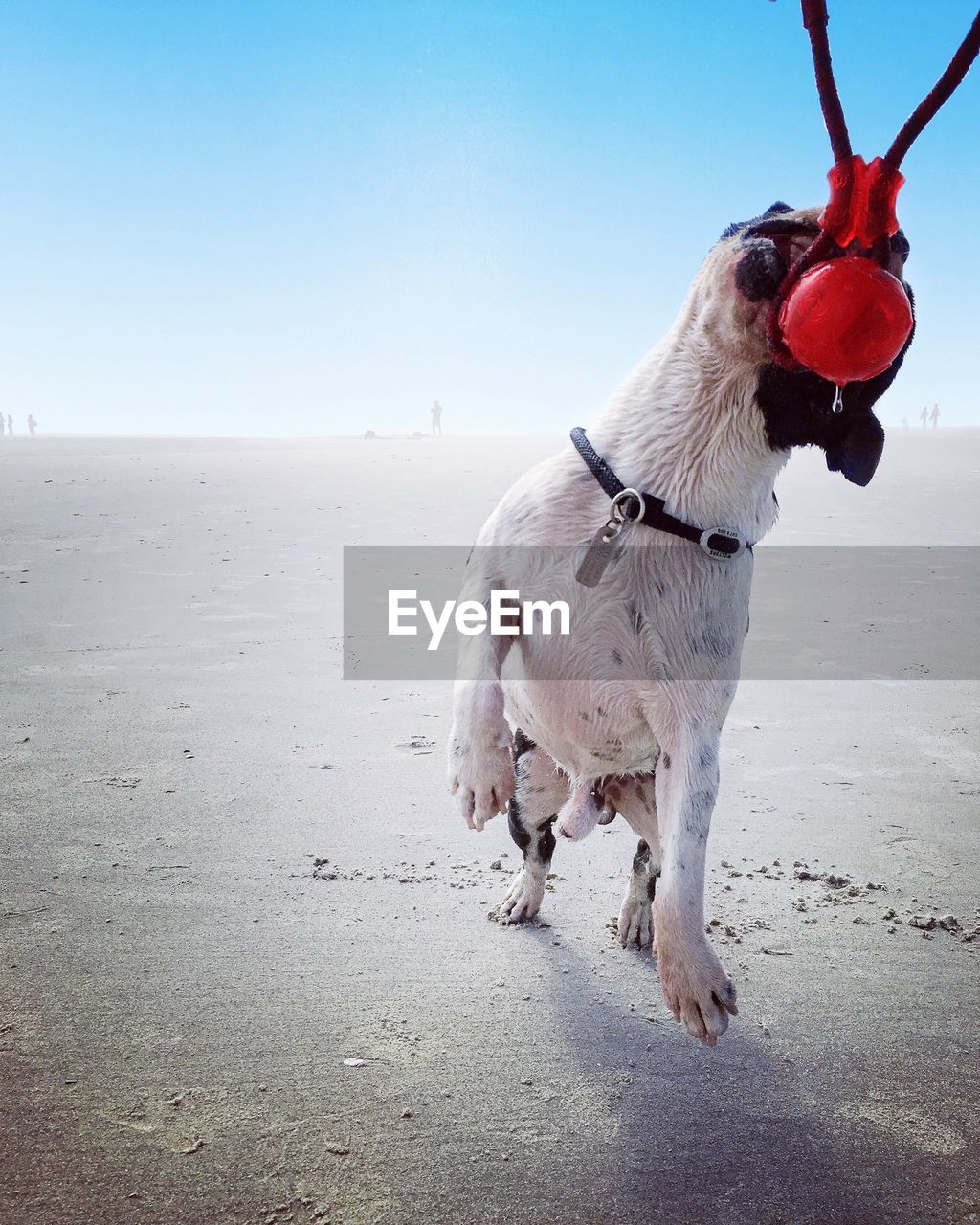 Close-up of a dog chewing on a toy