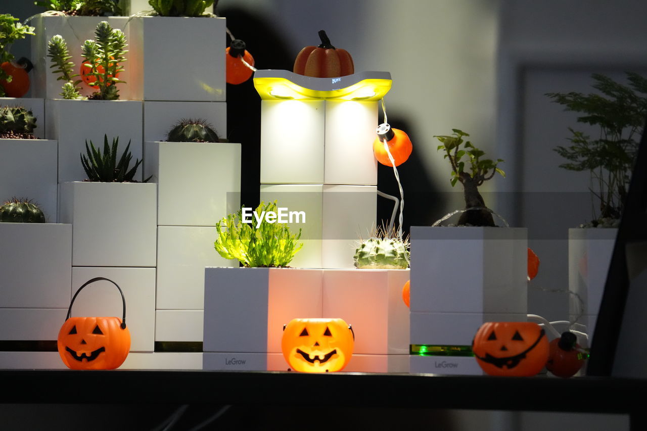 VIEW OF ORANGE POTTED PLANTS ON SHELF