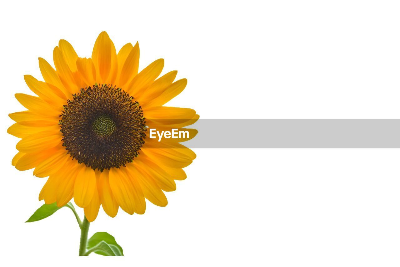 CLOSE-UP OF YELLOW SUNFLOWER AGAINST WHITE BACKGROUND