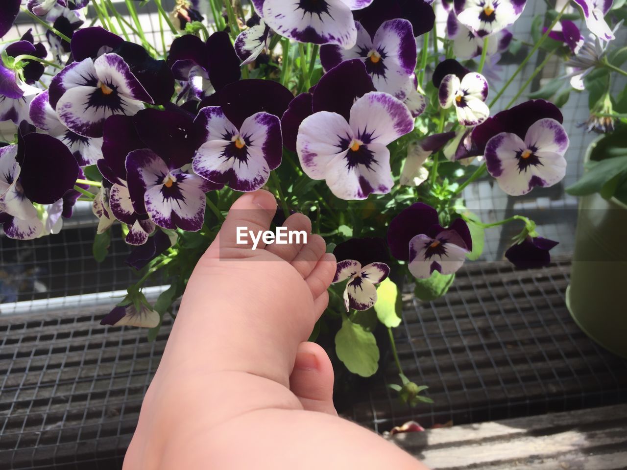 Close-up of baby feet by flowers in balcony