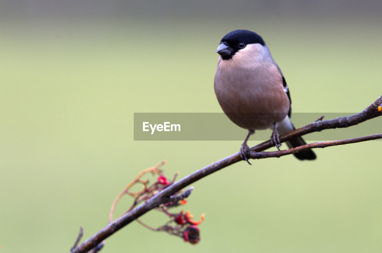 CLOSE-UP OF BIRD PERCHING ON TREE