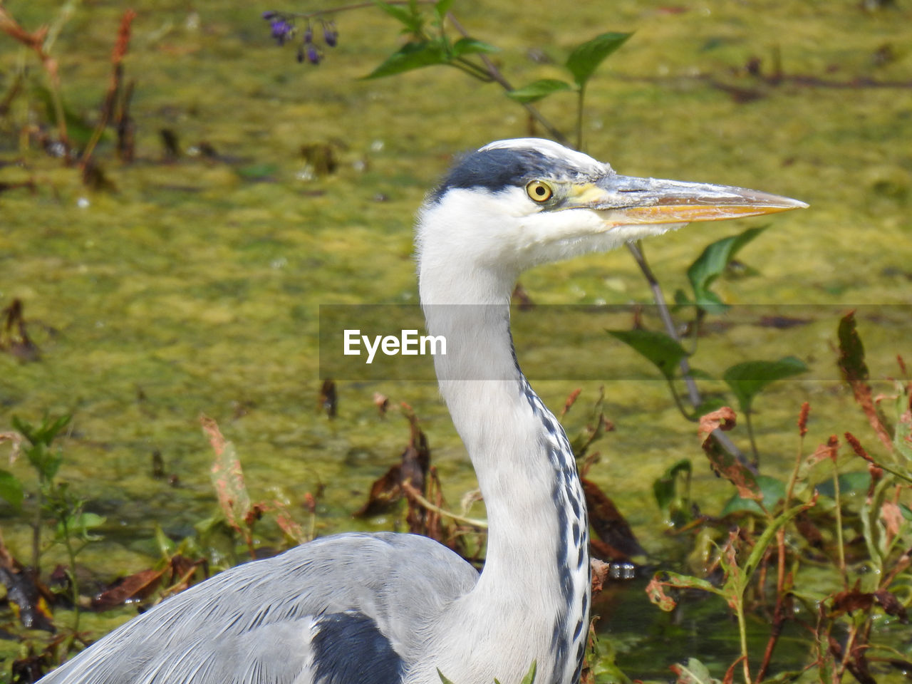 Close-up of a bird on field