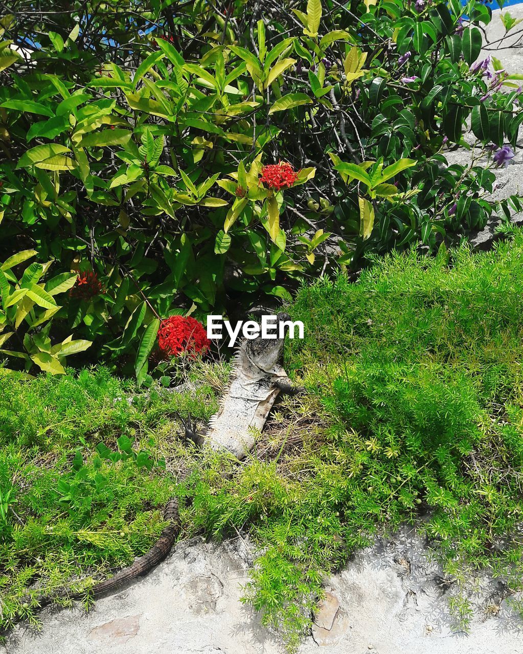 PLANTS GROWING ON TREE