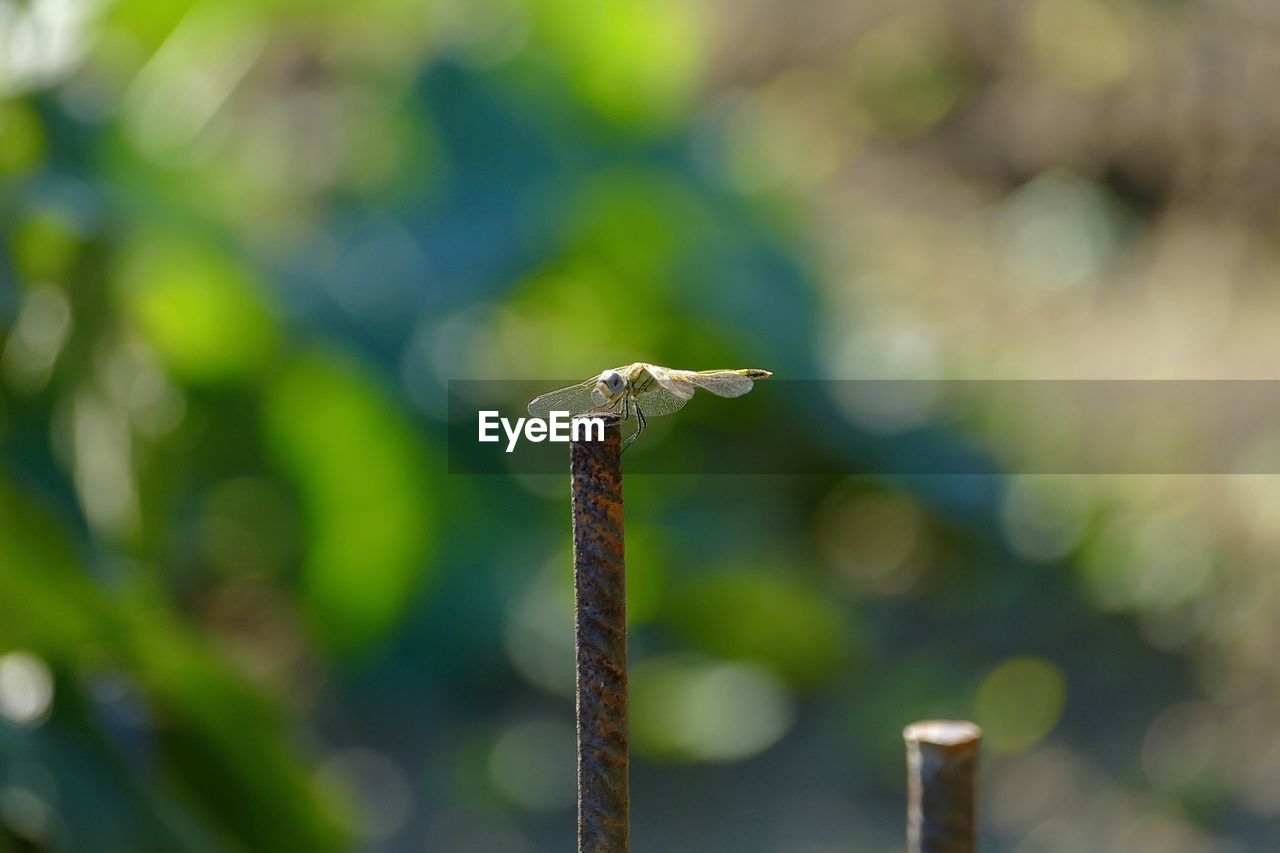 CLOSE-UP OF INSECT PERCHING ON WOODEN POST