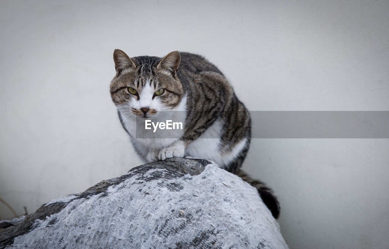 PORTRAIT OF A CAT LOOKING AWAY