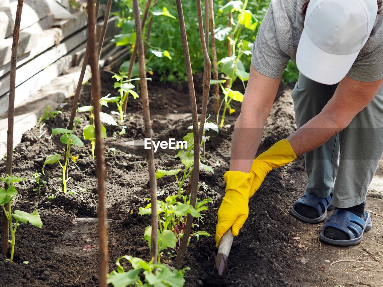 An elderly woman is growing natural cucumbers in a greenhouse, she spuds cucumber plants 