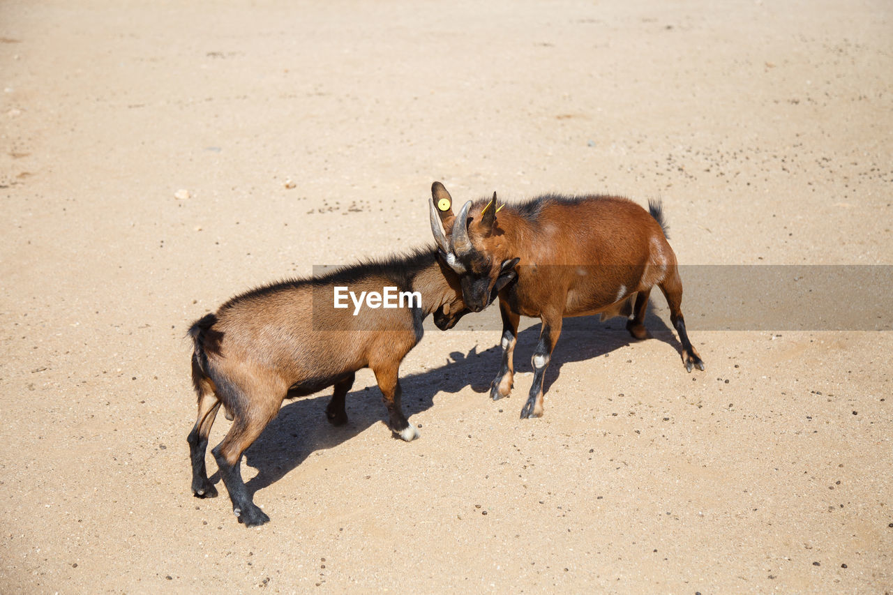 High angle view of goats fighting on field during sunny day