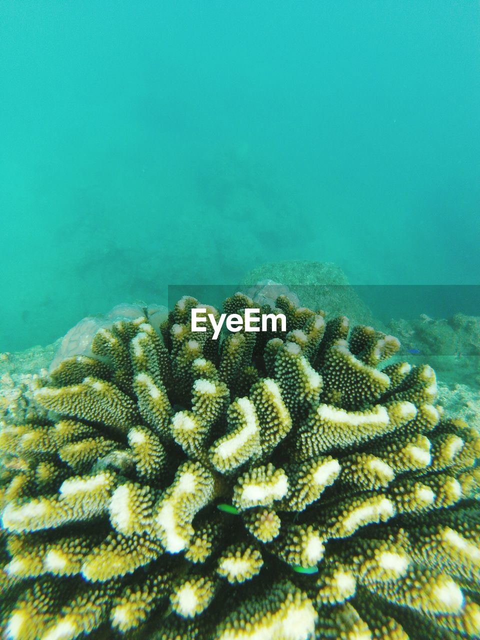 CLOSE-UP OF CORAL UNDERSEA