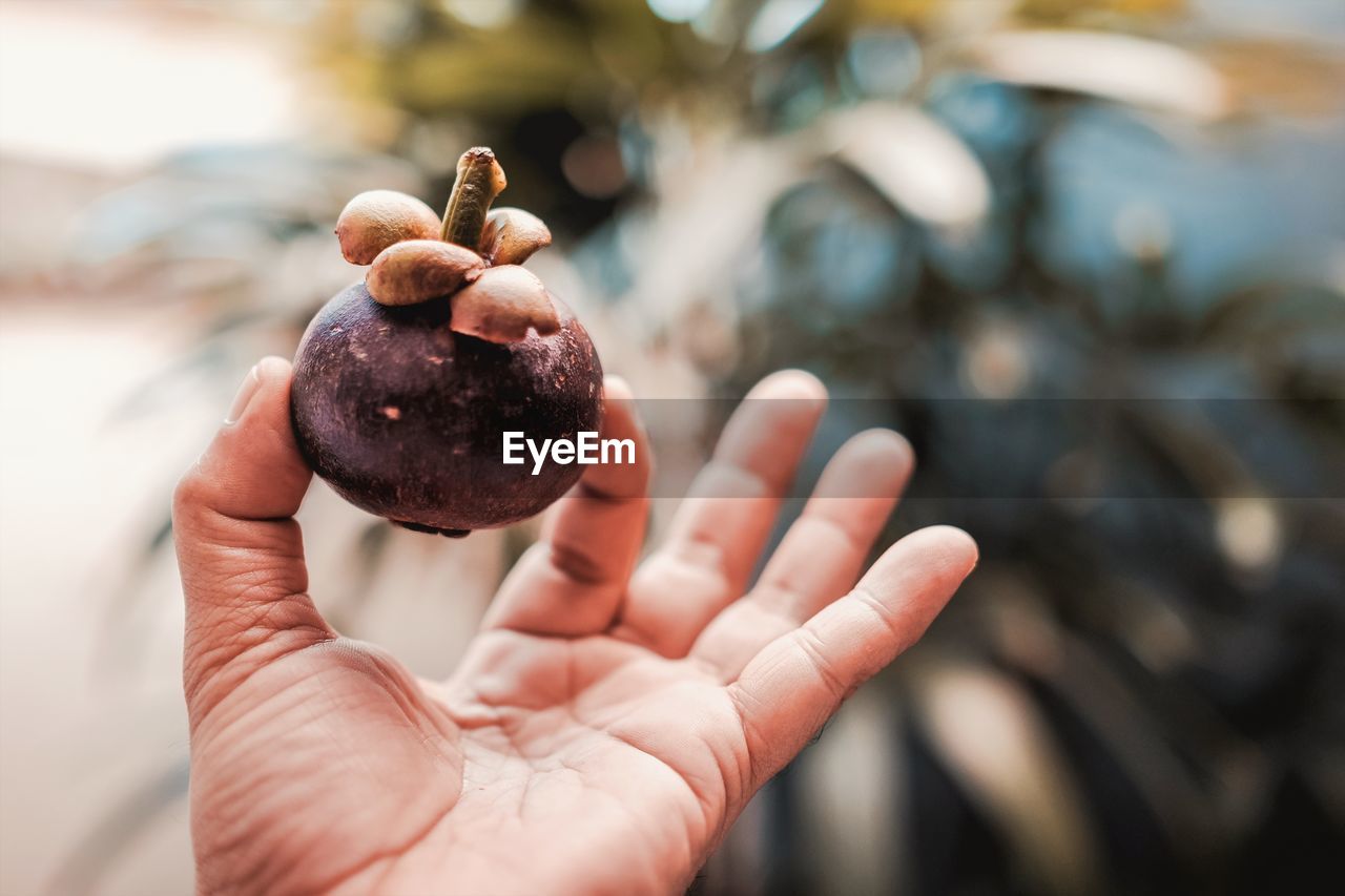 Close-up of cropped hand holding mangosteen