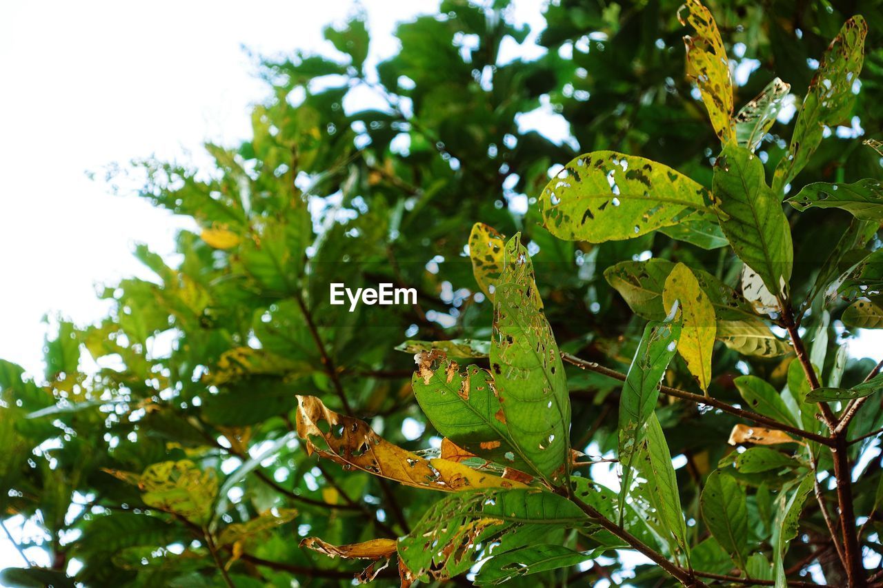 LOW ANGLE VIEW OF PERCHING ON TREE