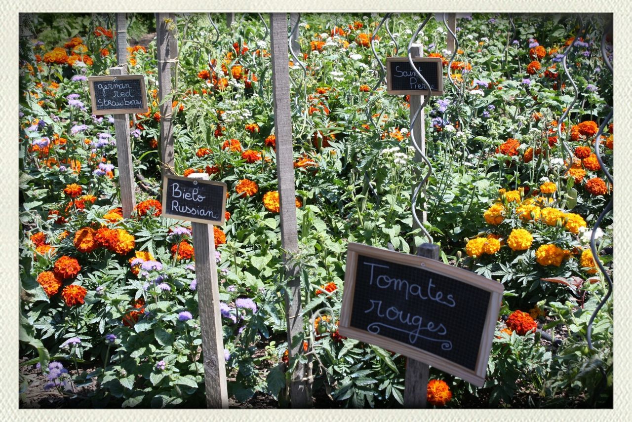 Flowers in plant nursery with name tag