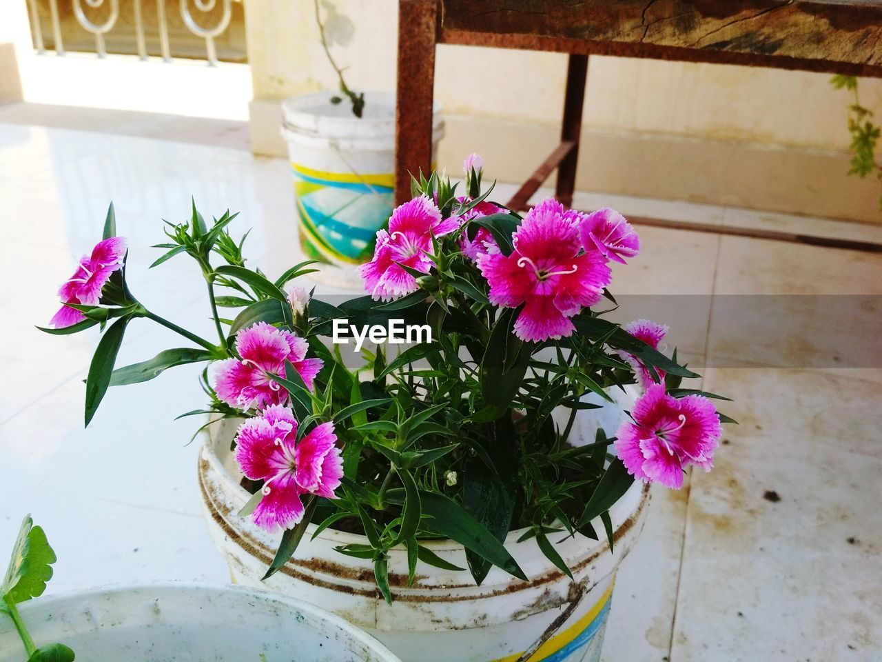 CLOSE-UP OF FLOWERS ON TABLE