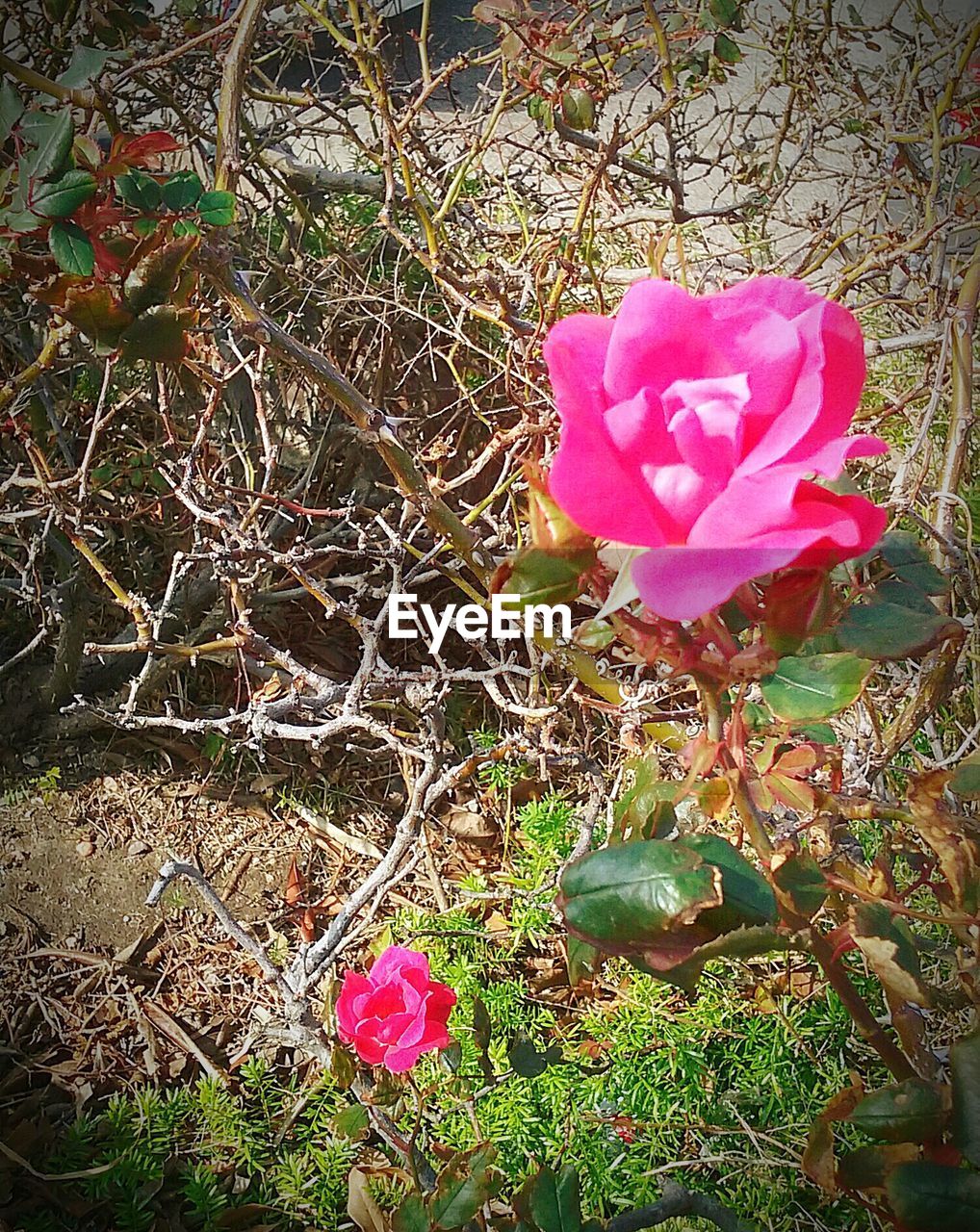 CLOSE-UP OF PINK FLOWERS