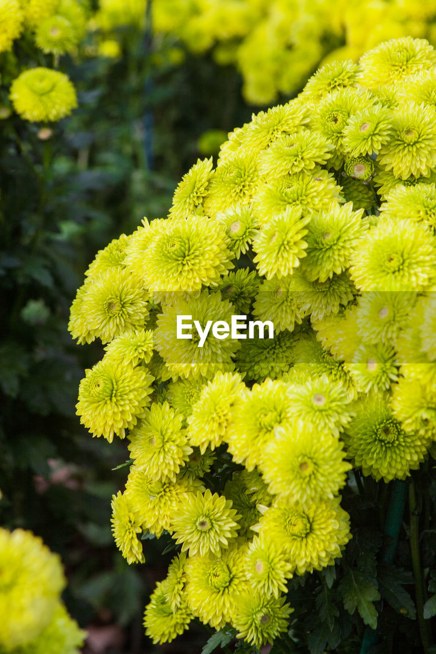 CLOSE-UP OF YELLOW FLOWERS GROWING OUTDOORS