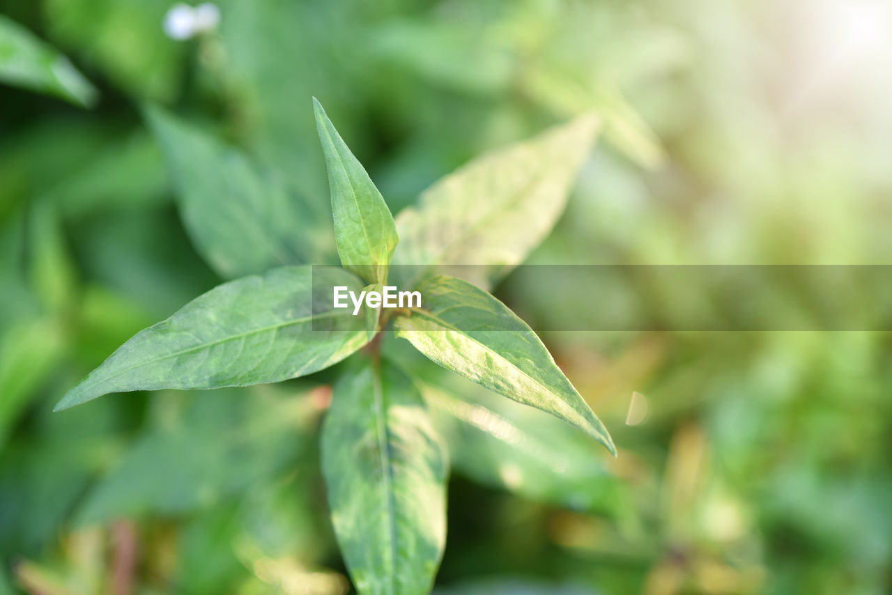 CLOSE-UP OF GREEN LEAF ON PLANT