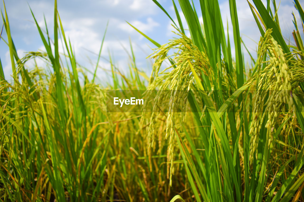 Close-up of rice growing on field 