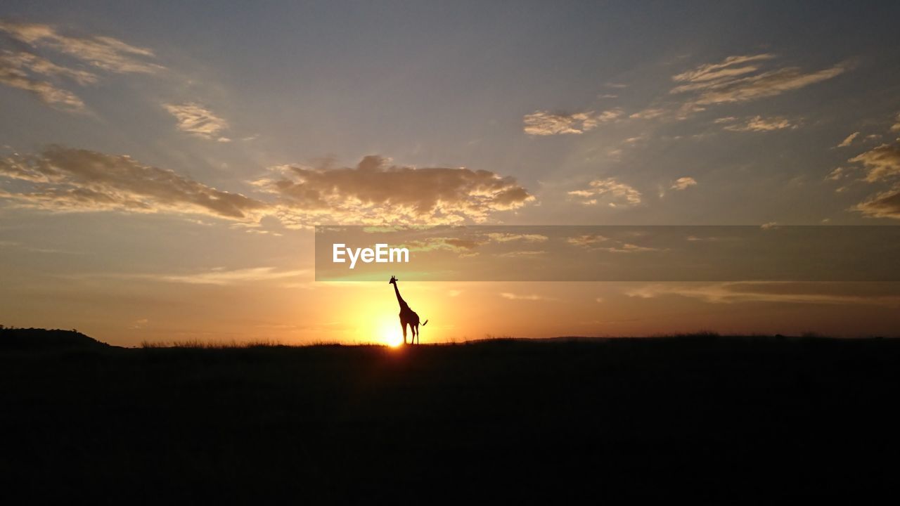 SILHOUETTE BIRD FLYING AGAINST ORANGE SKY