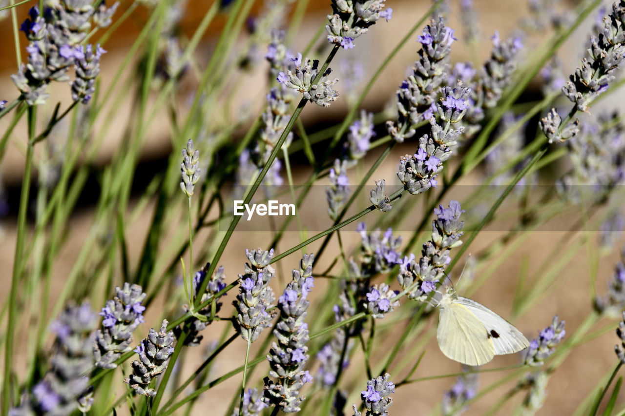 CLOSE-UP OF BUTTERFLY ON PURPLE FLOWERING PLANTS