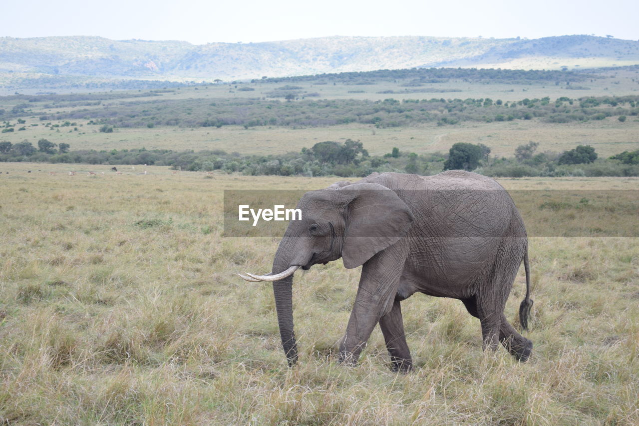 Lone elephant walking in maasai mara game reserve, kenya