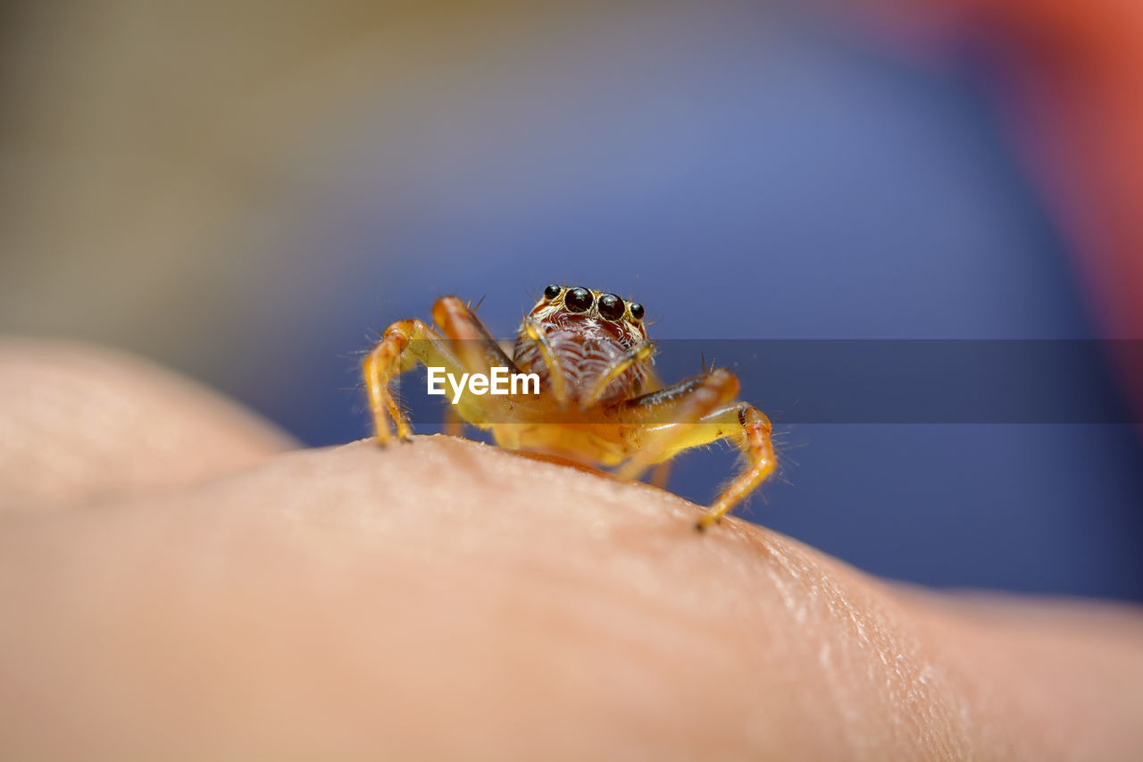 Close-up of spider on hand