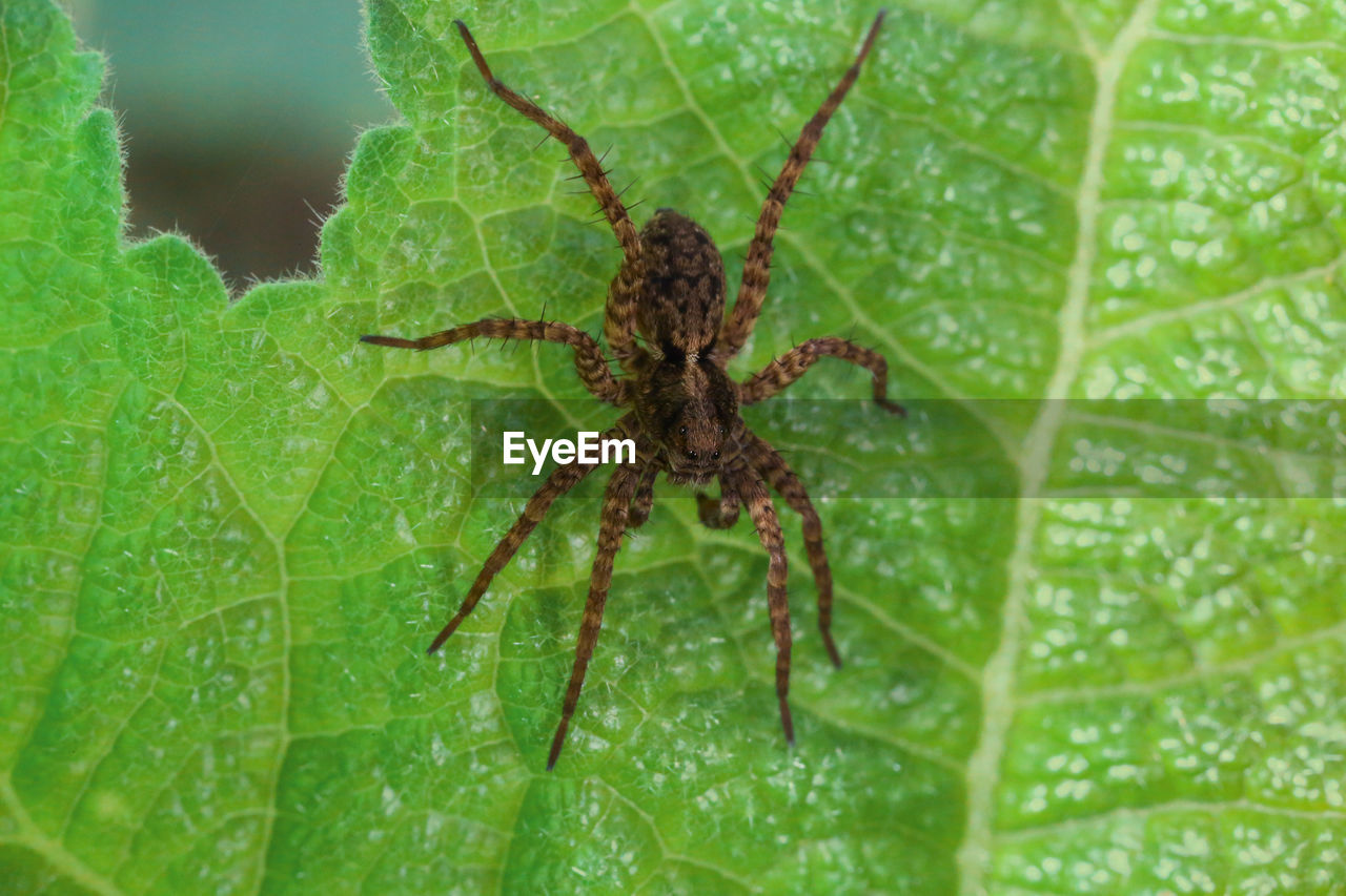 CLOSE-UP OF SPIDER