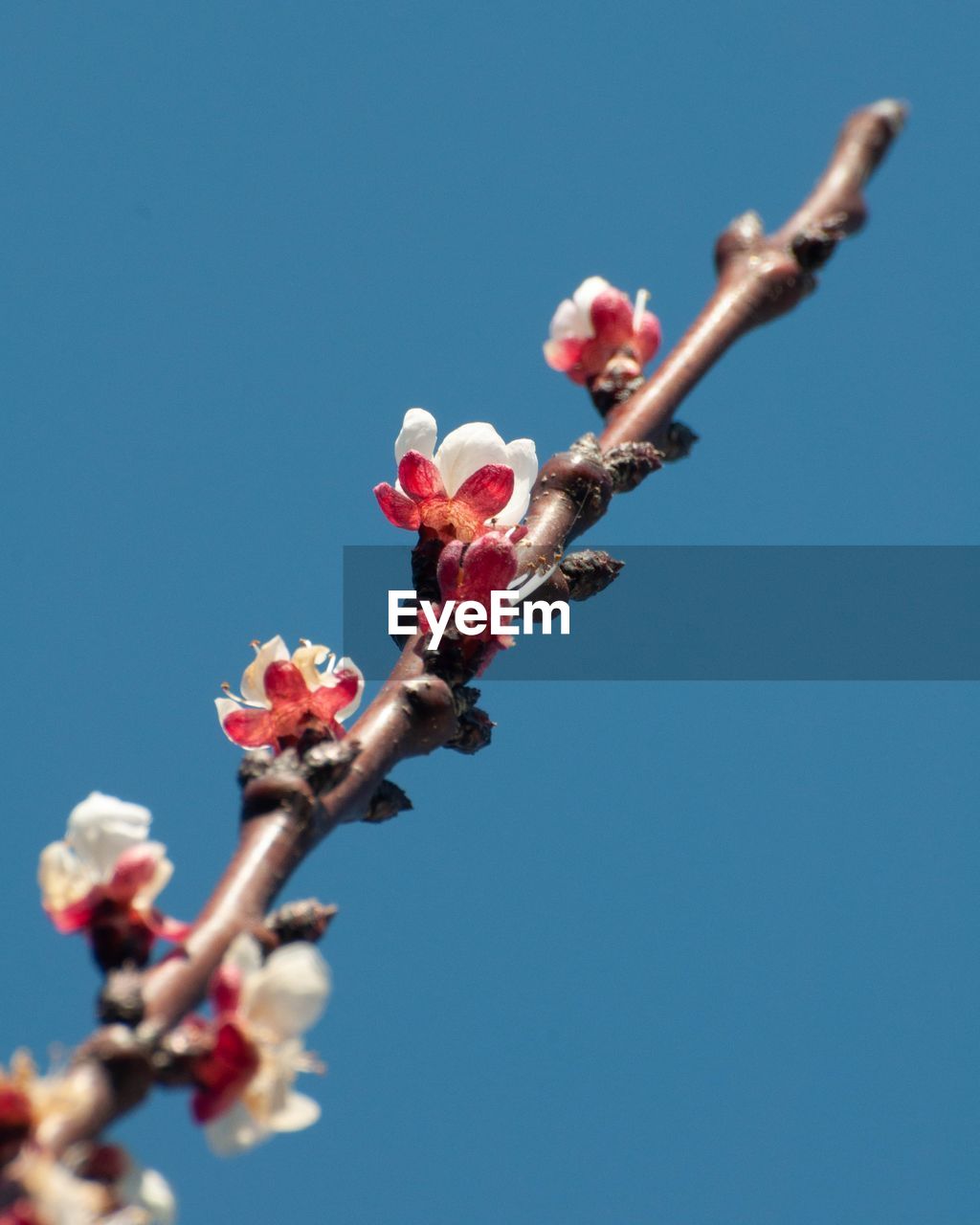 plant, flower, blossom, flowering plant, nature, growth, beauty in nature, spring, freshness, blue, sky, fragility, branch, clear sky, tree, day, springtime, close-up, no people, macro photography, twig, outdoors, low angle view, produce, pink, sunny, bud, fruit, sunlight, food and drink, flower head, copy space, leaf