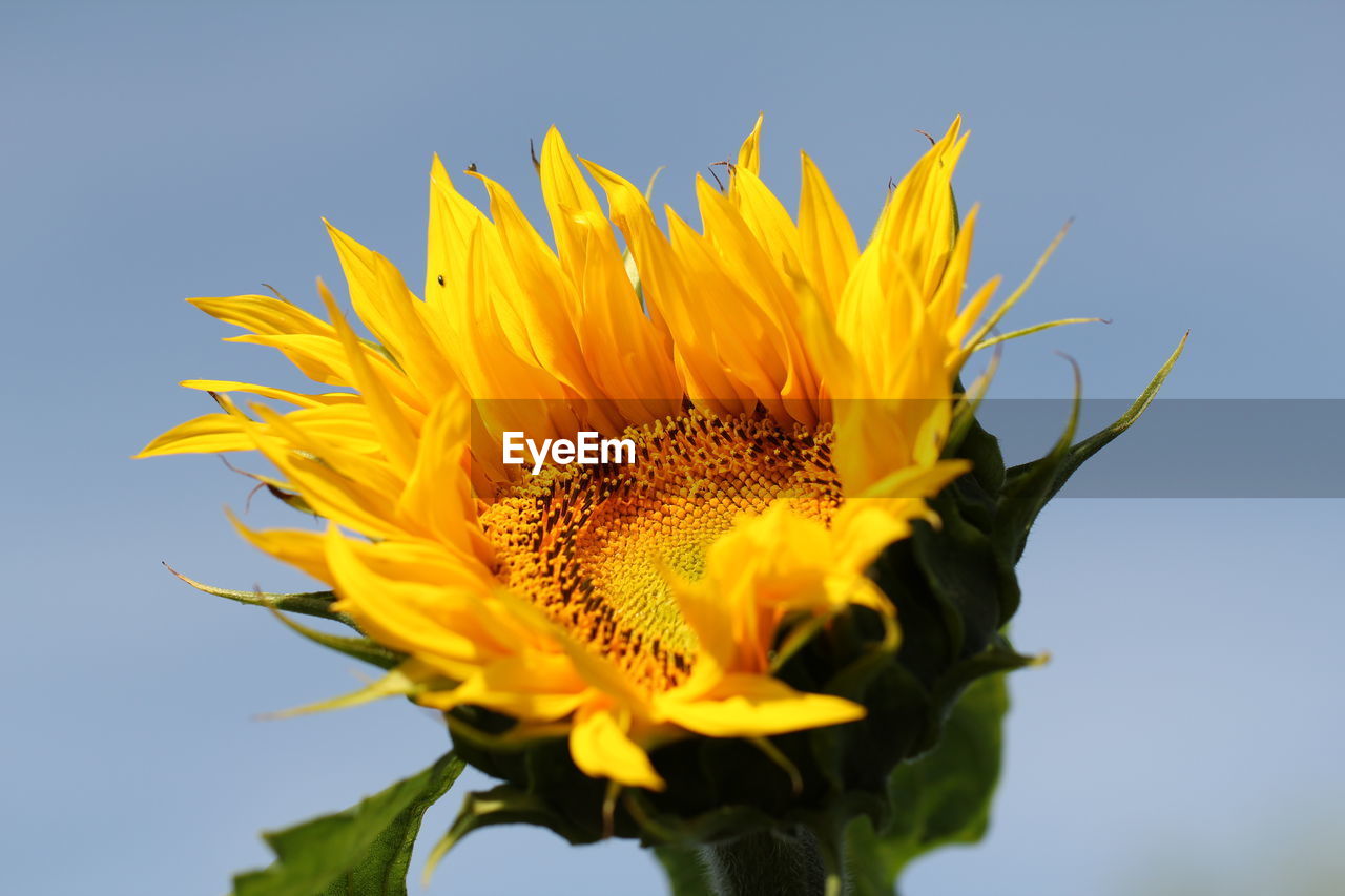 Low angle view of sunflower blooming against sky