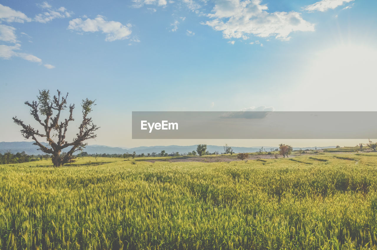 Scenic view of field against sky