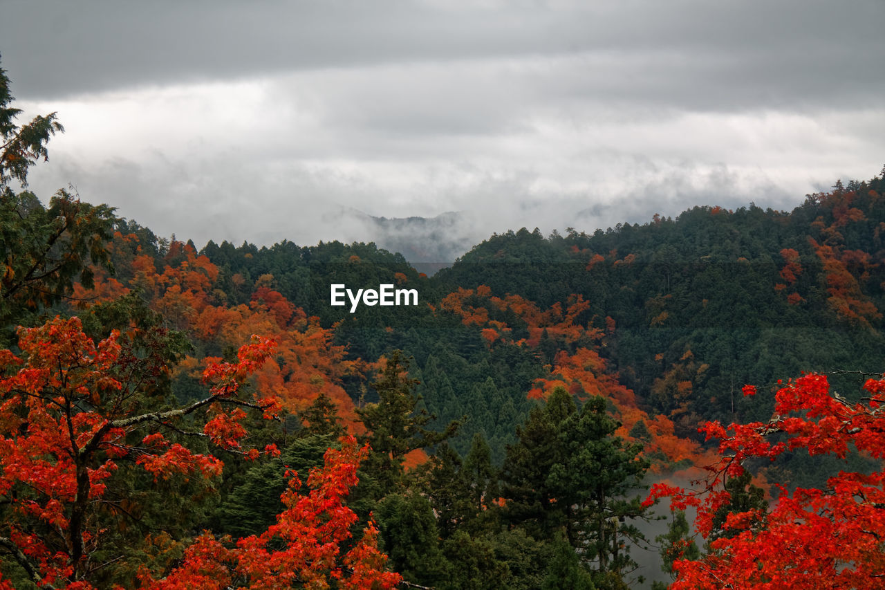 SCENIC VIEW OF AUTUMN TREES AGAINST SKY