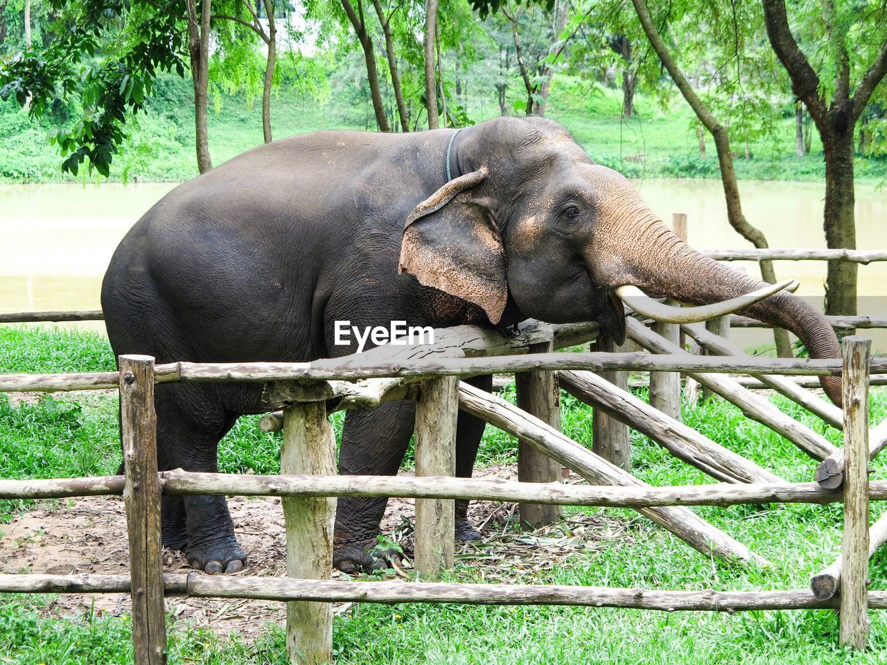 VIEW OF ELEPHANT IN FOREST