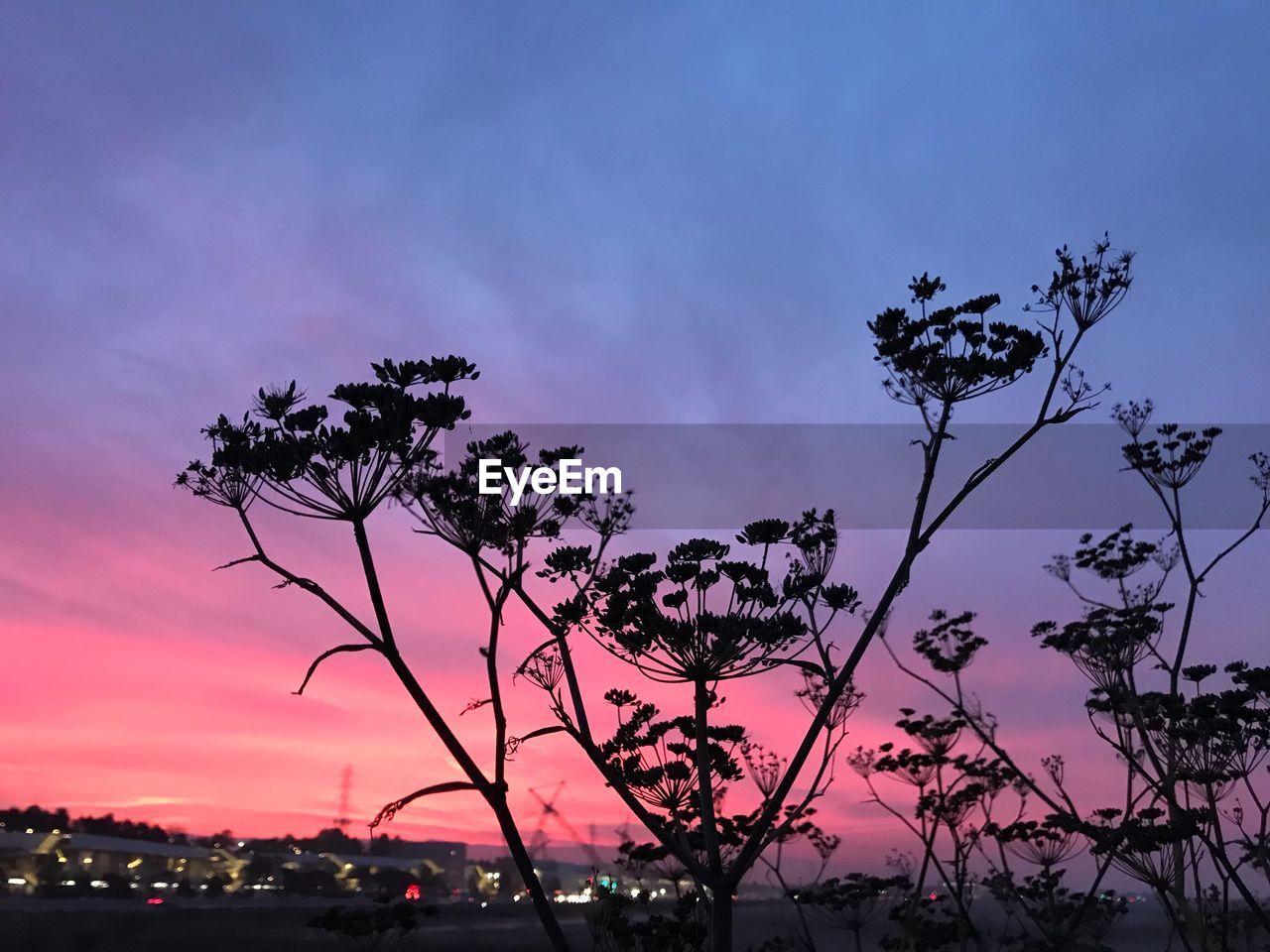 SILHOUETTE TREE AGAINST SKY DURING SUNSET