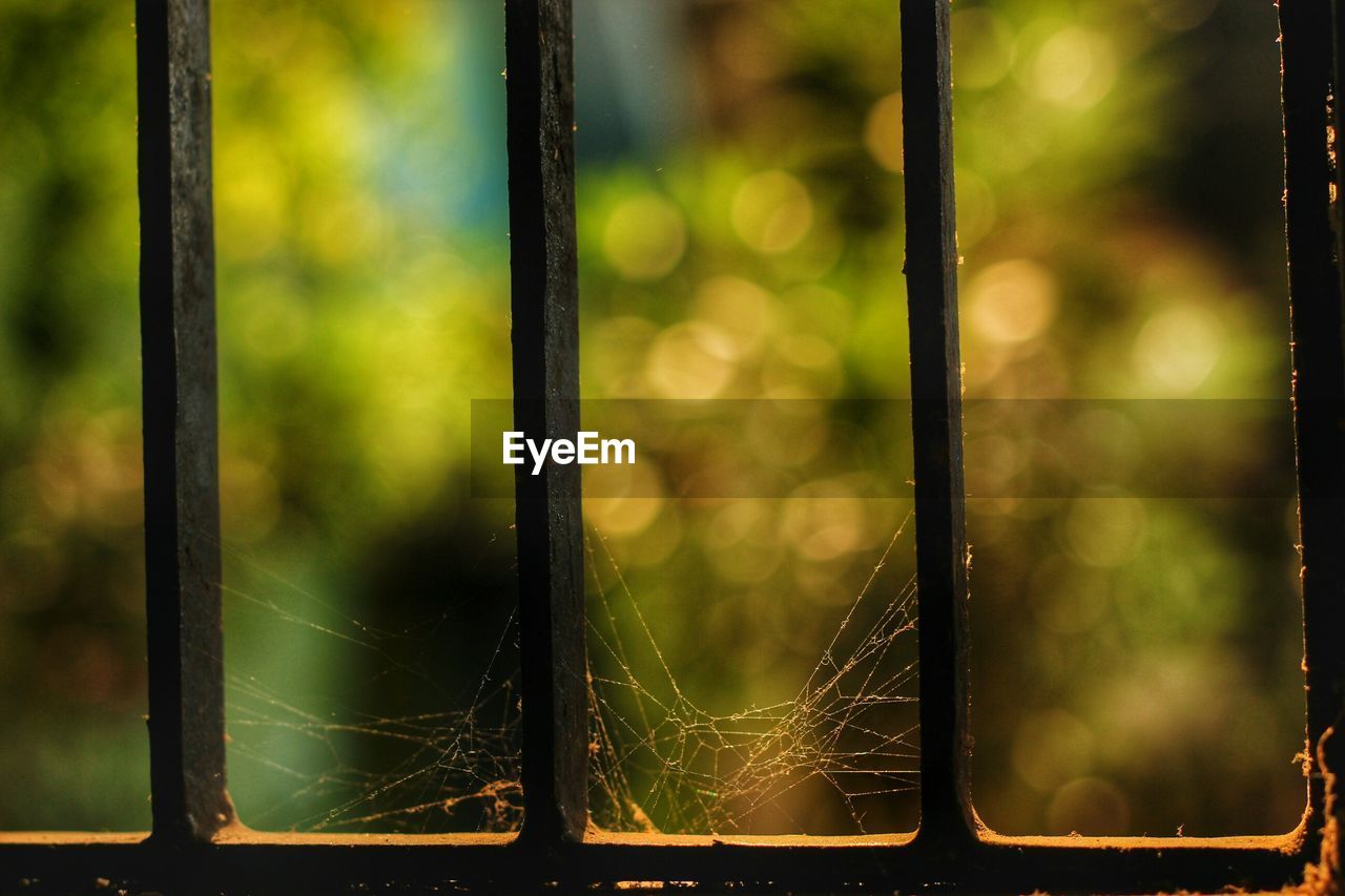 Close-up of spider web on window