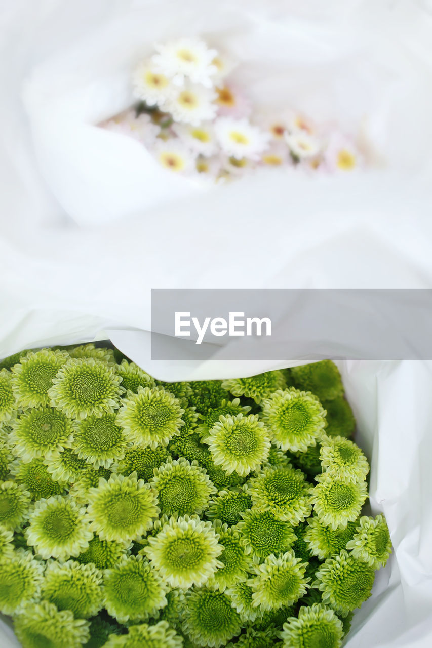 HIGH ANGLE VIEW OF WHITE ROSES