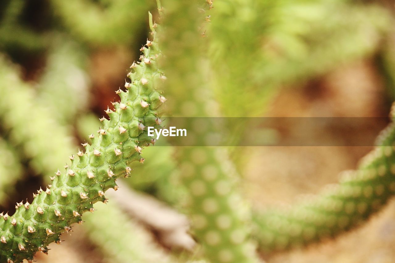 CLOSE-UP OF SUCCULENT PLANTS