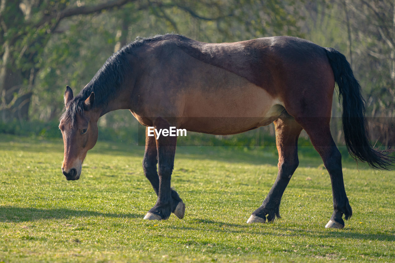 HORSE GRAZING IN FIELD