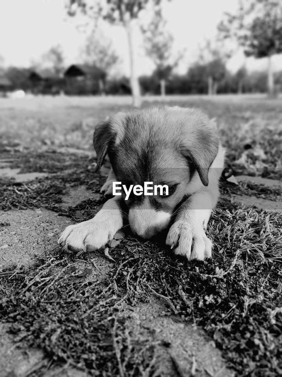 Close-up of a dog on field