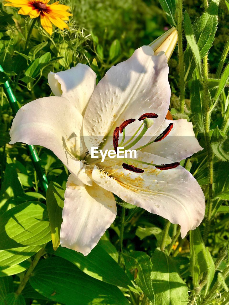 CLOSE-UP OF LILY BLOOMING OUTDOORS