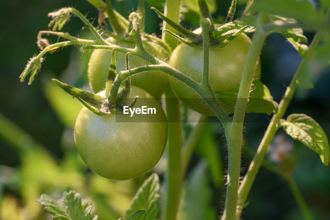 close-up of tomatoes growing on plant