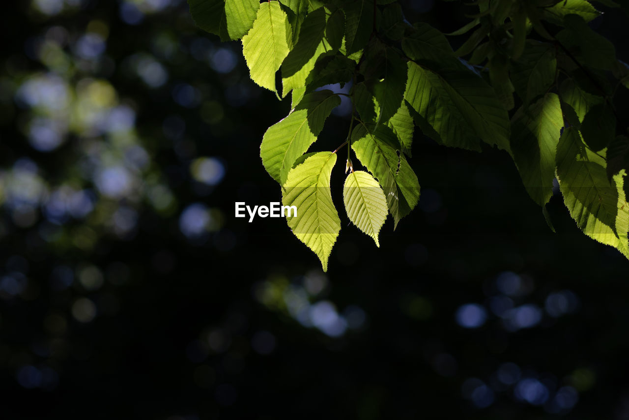 green, sunlight, yellow, branch, leaf, nature, tree, plant part, plant, light, flower, growth, beauty in nature, no people, macro photography, outdoors, autumn, close-up, fruit, focus on foreground, environment, food and drink, freshness, day, tranquility, land