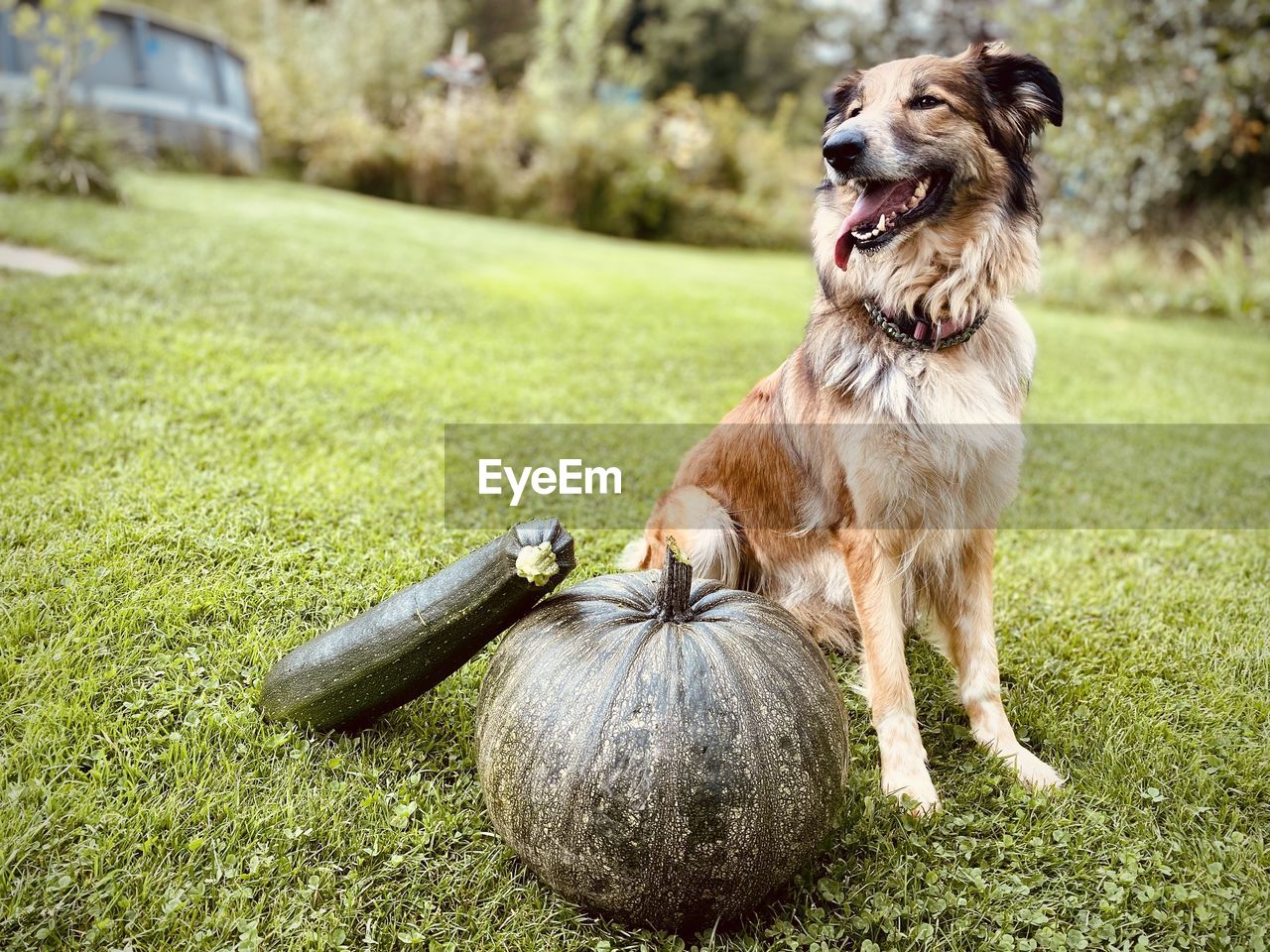 Dog on field
