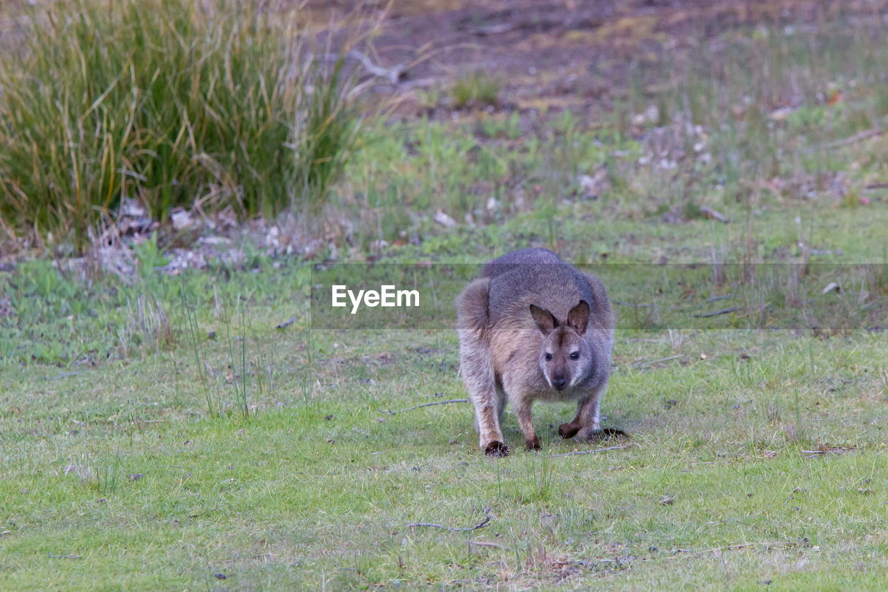 SHEEP ON FIELD