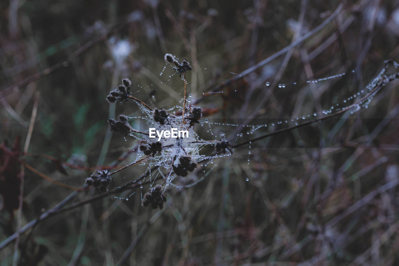 Close-up of wet spider web on plant during rainy season