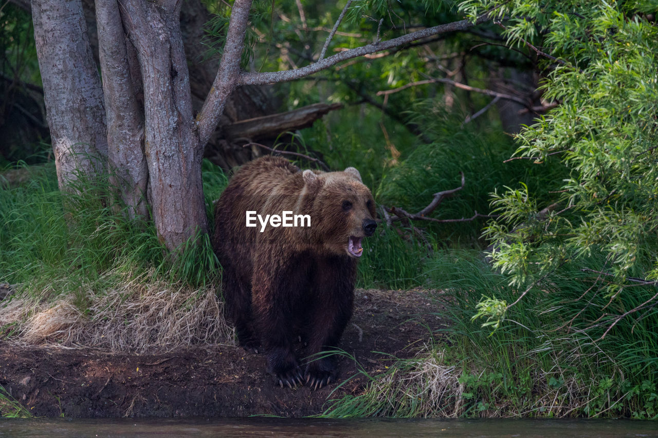 Grizzly bear walking in forest