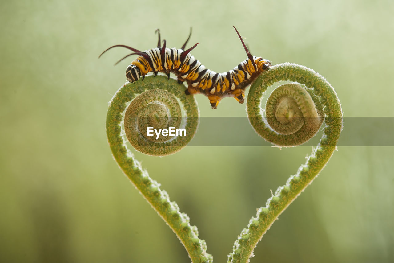 Beautiful caterpillar on fern