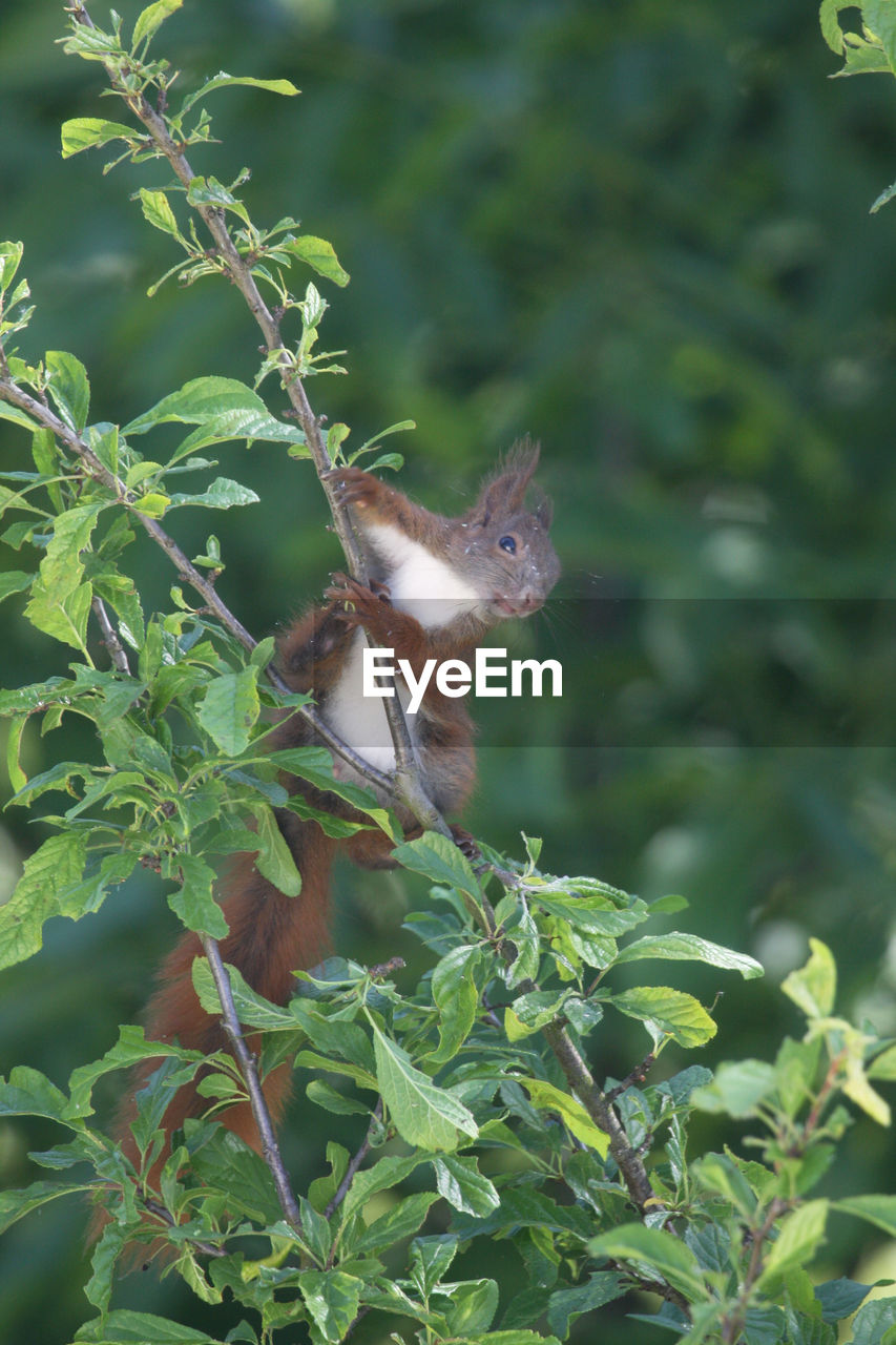 Close-up of squirrel on tree