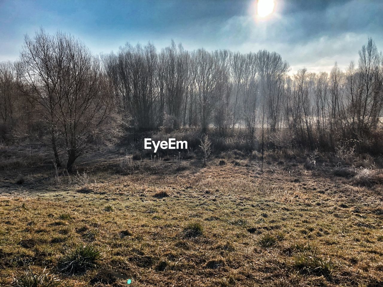 VIEW OF TREES ON FIELD AGAINST SKY