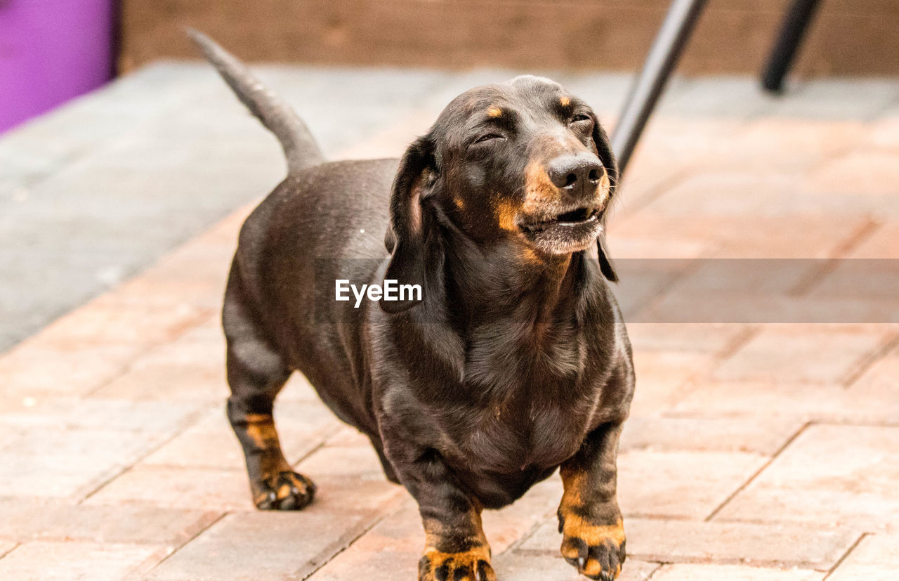 CLOSE-UP OF DOG LOOKING AWAY