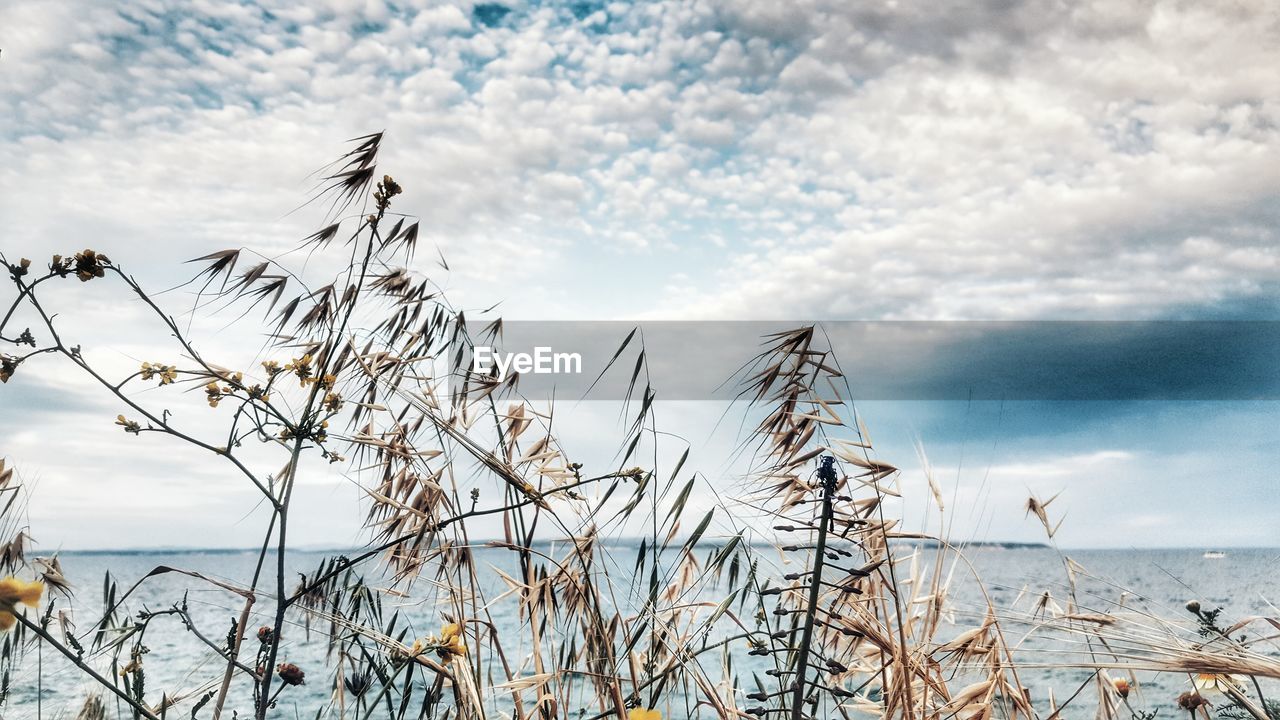 Plants by sea against cloudy sky