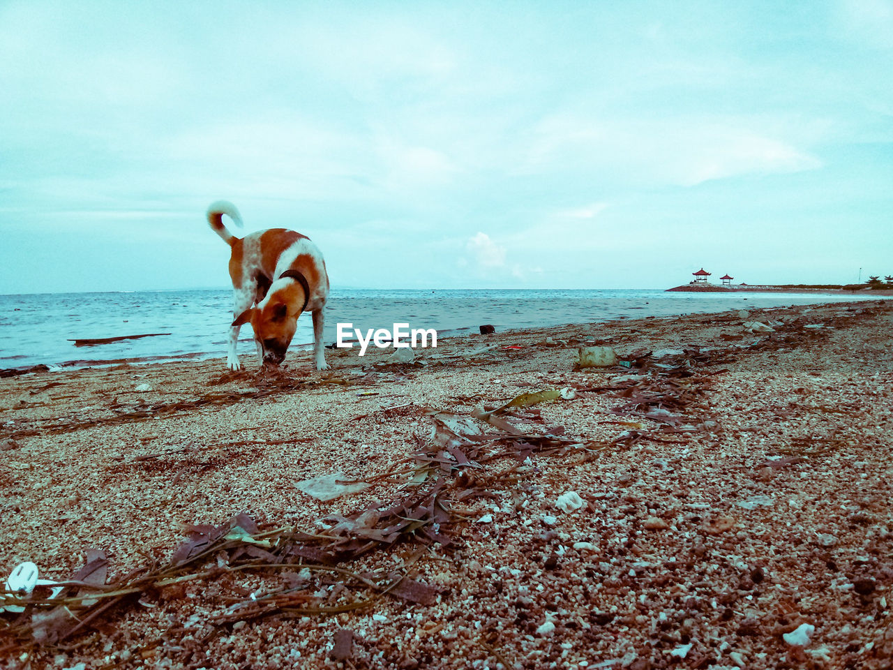 HORSE ON BEACH